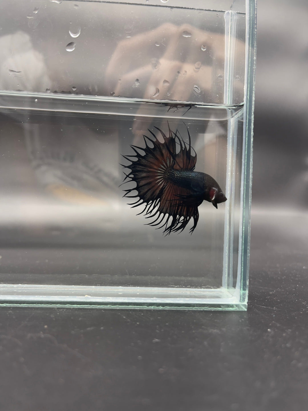 Rare King Crowntail Betta Fish