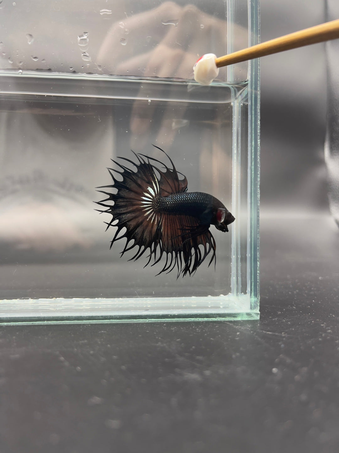 Rare King Crowntail Betta Fish