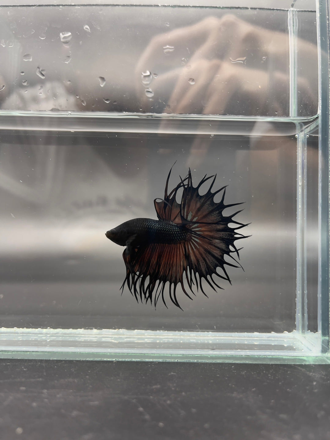 Rare King Crowntail Betta Fish