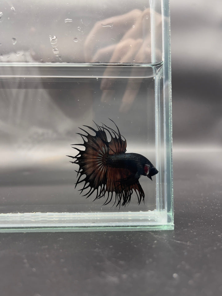 Rare King Crowntail Betta Fish