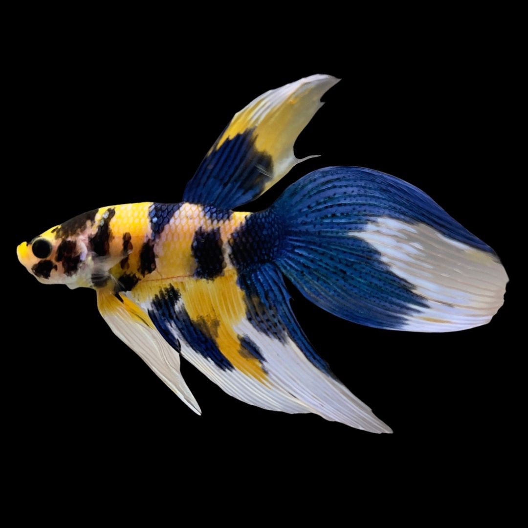 Competition - Veiltail Yellow Koi Betta Fish