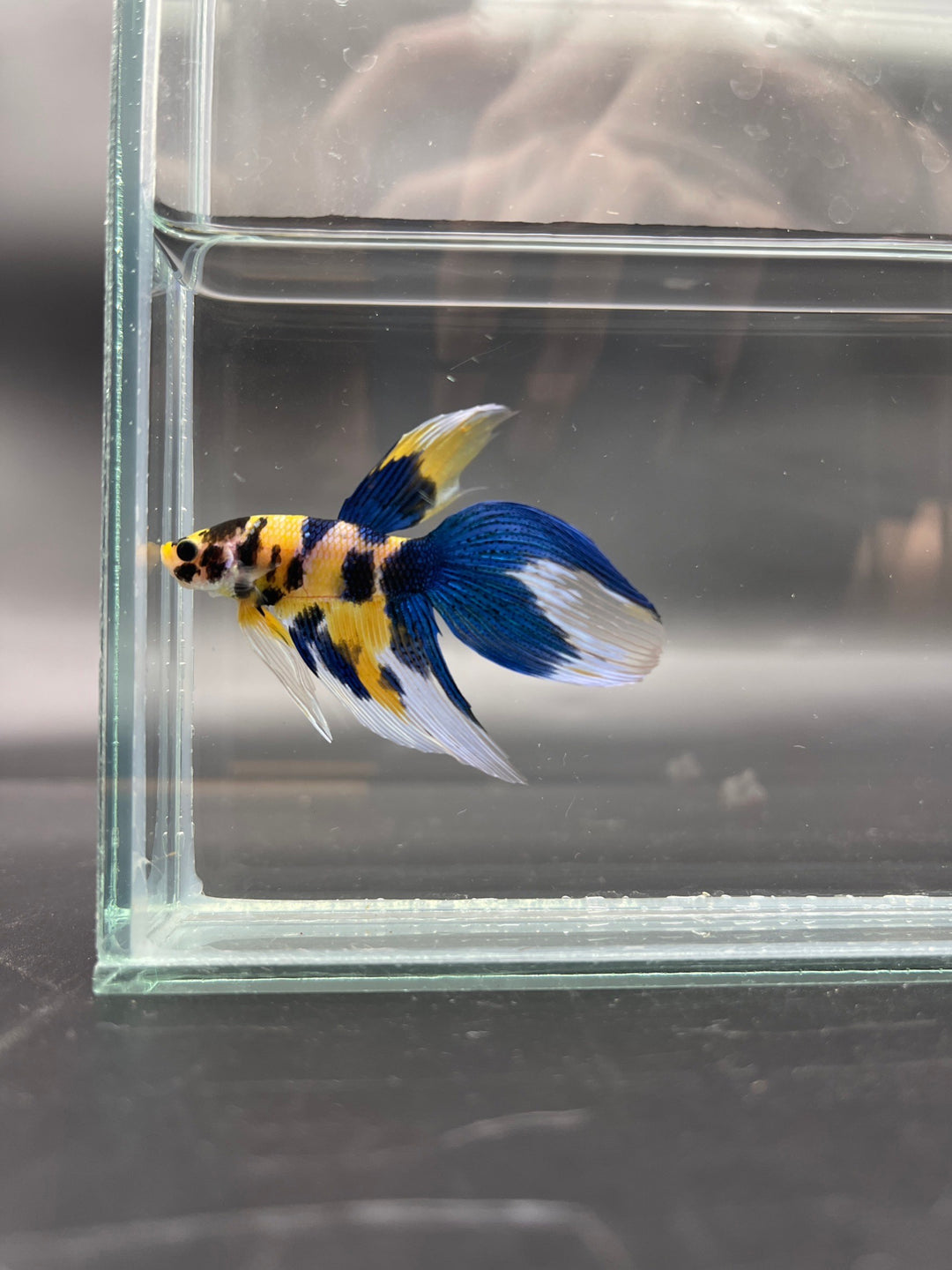 Competition - Veiltail Yellow Koi Betta Fish