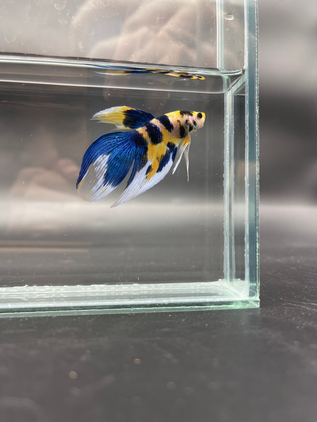 Competition - Veiltail Yellow Koi Betta Fish