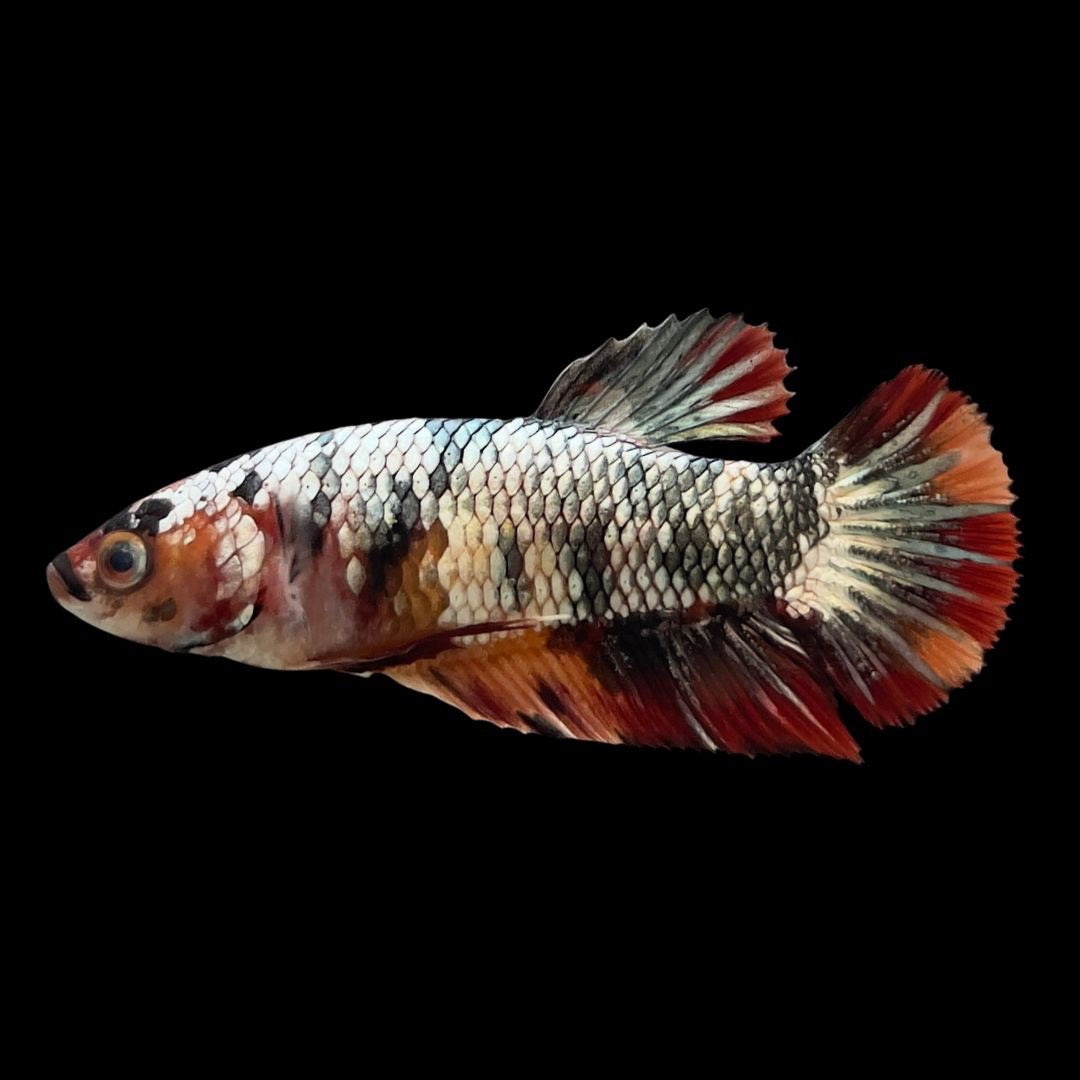 Competition - Koi Multicolor Betta Fish