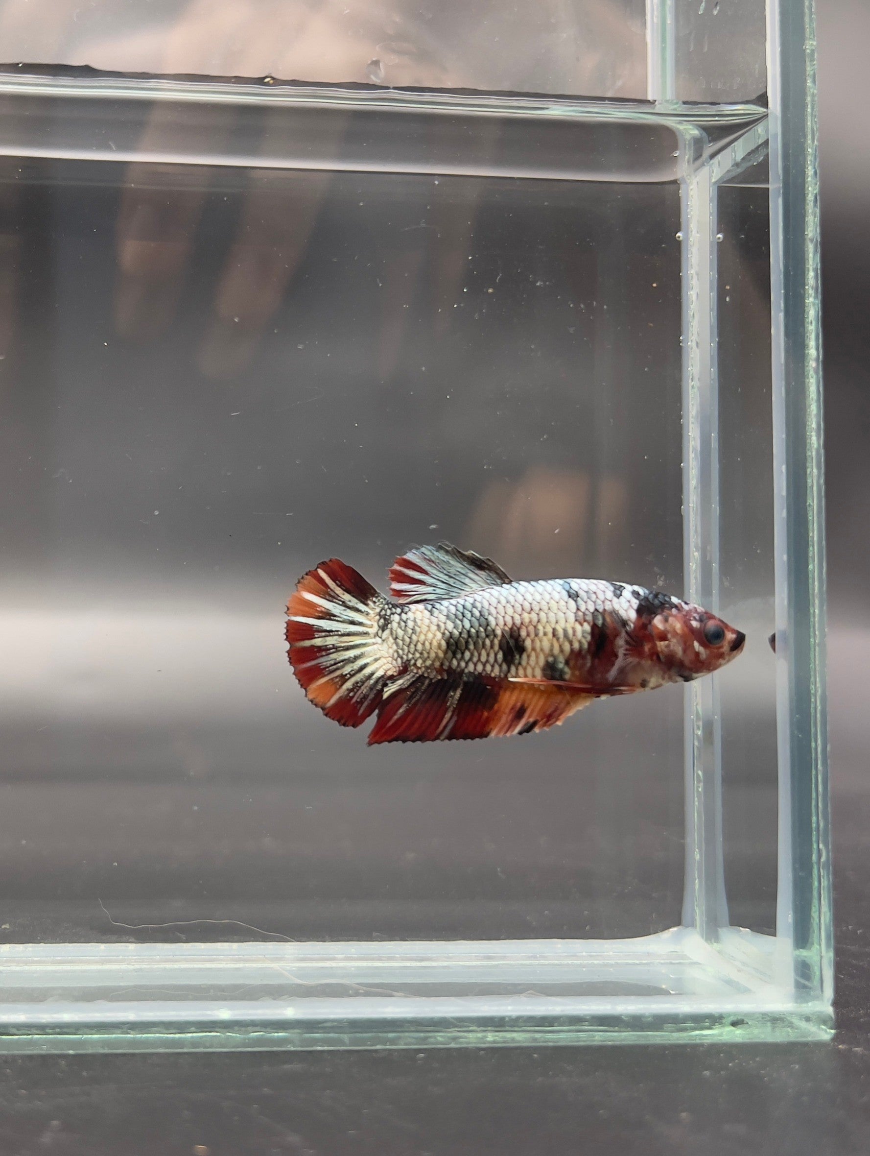 Competition - Koi Multicolor Betta Fish