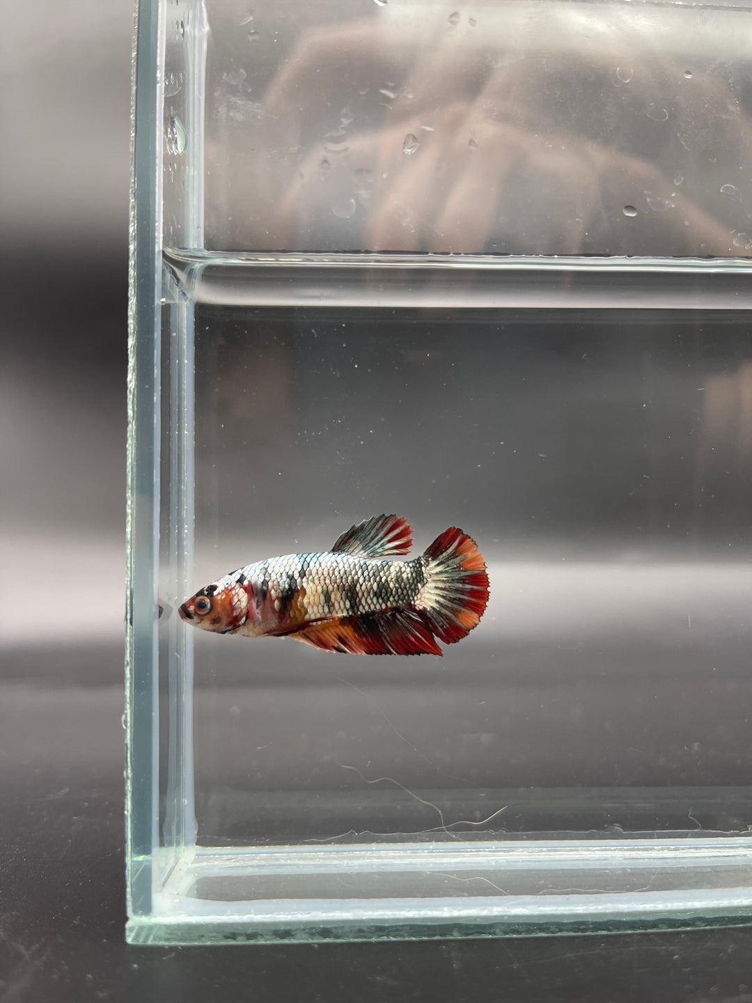 Competition - Koi Multicolor Betta Fish