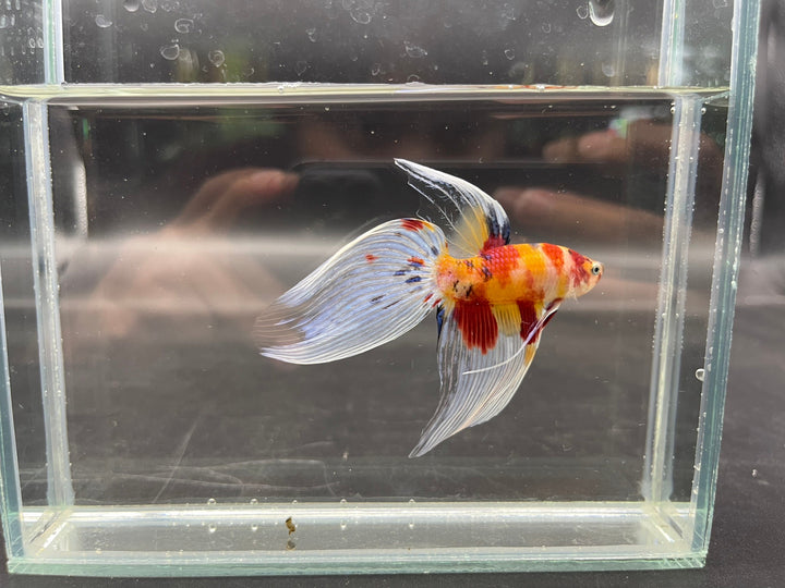 Competition Veiltail Koi Multicolors Betta Fish