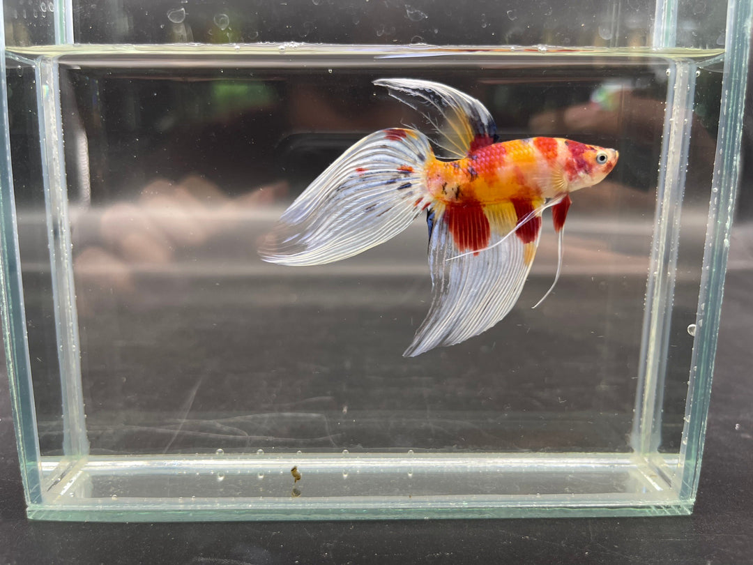 Competition Veiltail Koi Multicolors Betta Fish