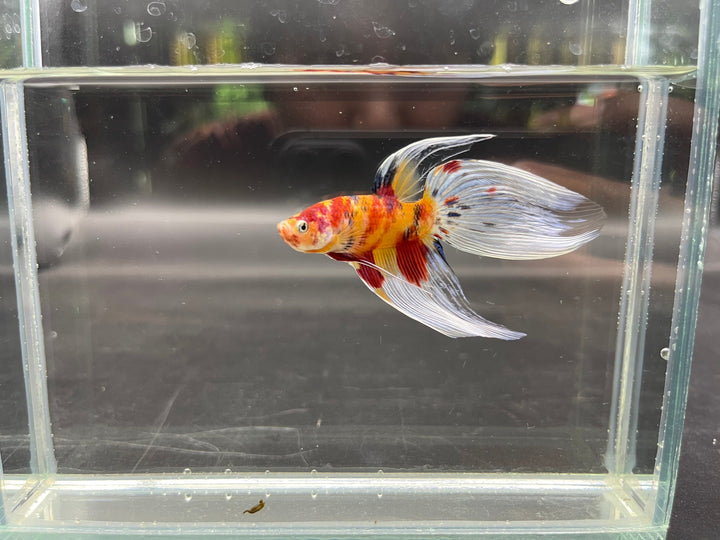 Competition Veiltail Koi Multicolors Betta Fish