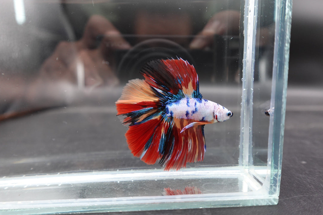 2ND DOUBLETAIL LONGFIN - Multicolors Betta Fish