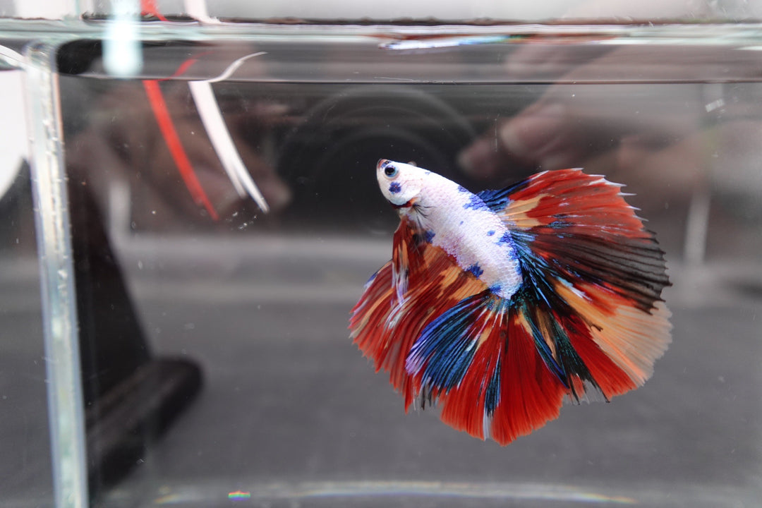 2ND DOUBLETAIL LONGFIN - Multicolors Betta Fish