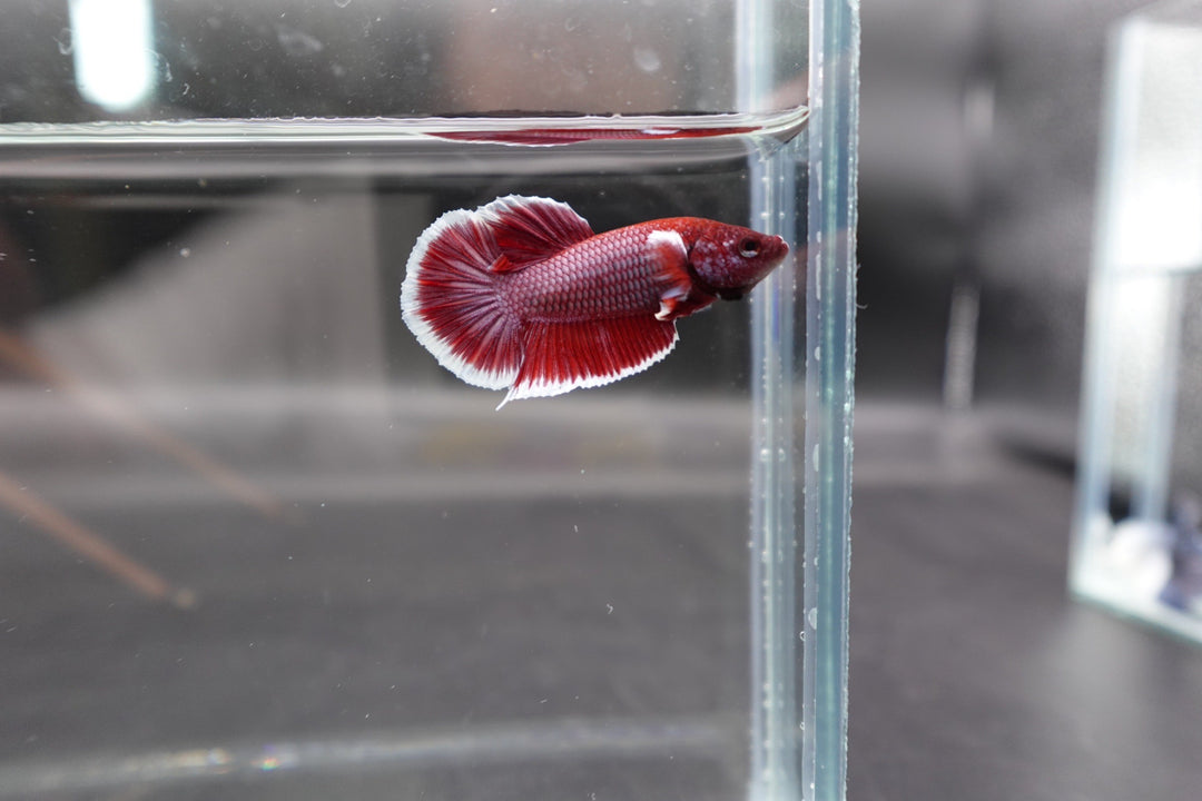 Competition salamander HMPK Betta Fish