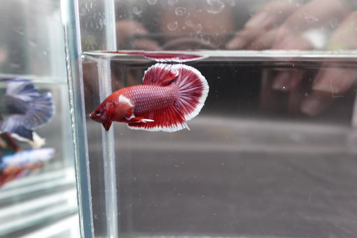 Competition salamander HMPK Betta Fish