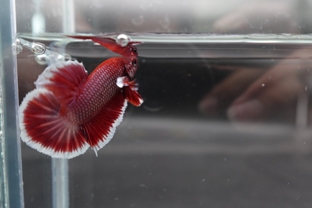 Competition salamander HMPK Betta Fish