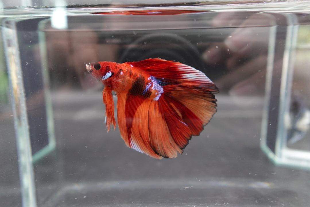 Competition Doubletail Nemo Betta Fish