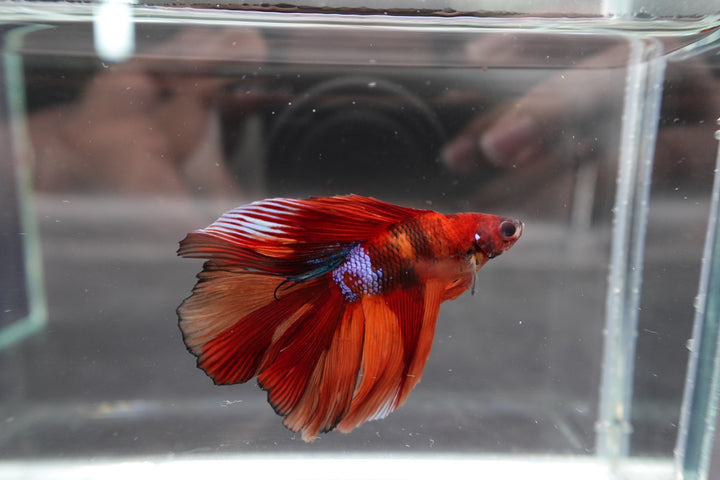 Competition Doubletail Nemo Betta Fish