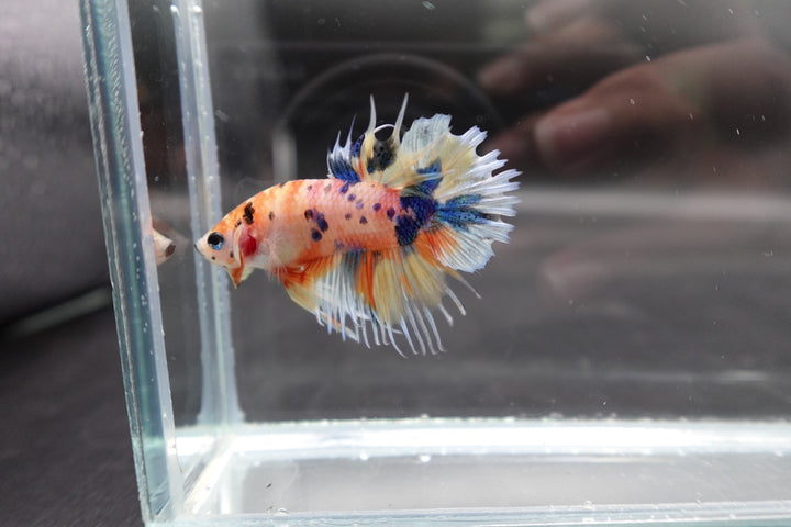 Rare CTPK Koi Betta Fish