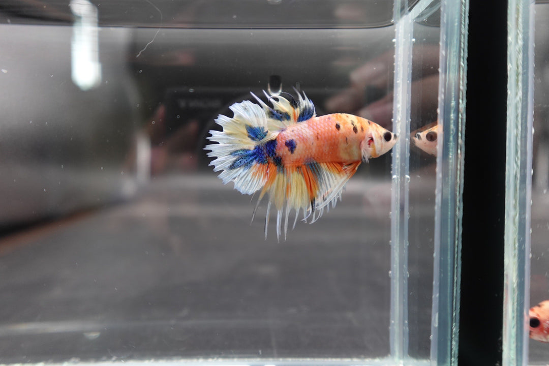 Rare CTPK Koi Betta Fish