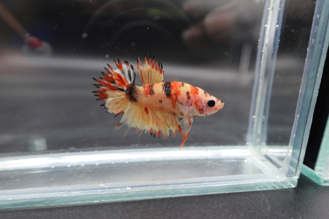 Rare CTPK Koi Betta Fish