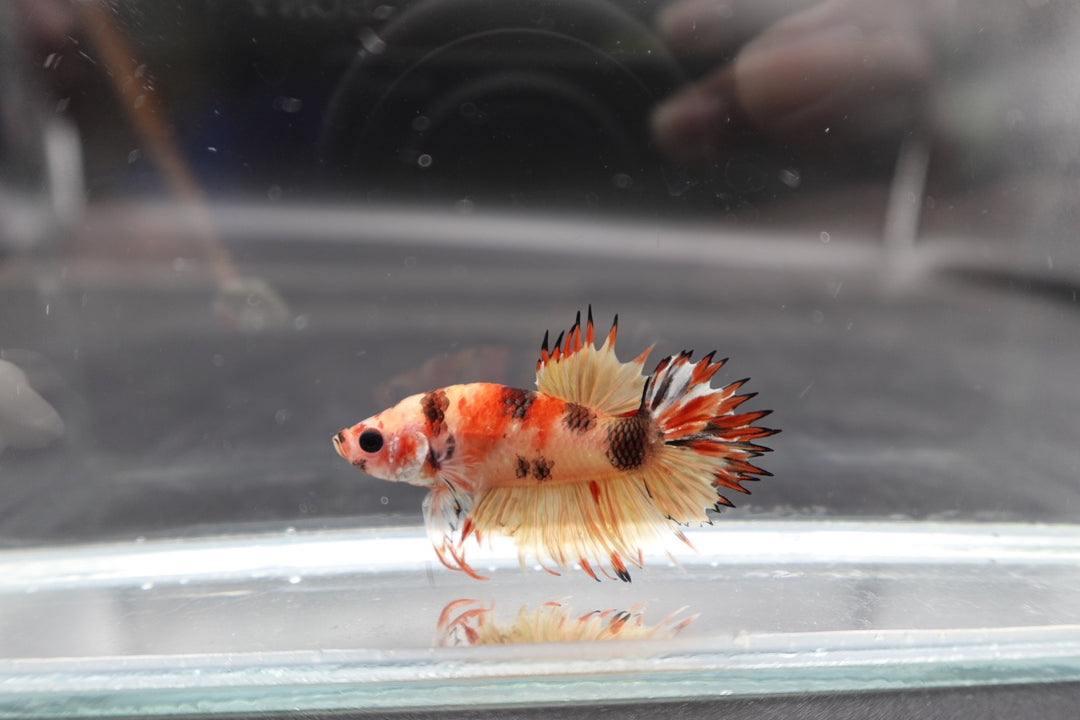 Rare CTPK Koi Betta Fish