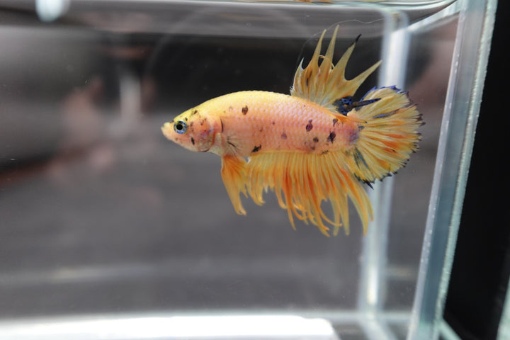 Rare CTPK Koi Betta Fish