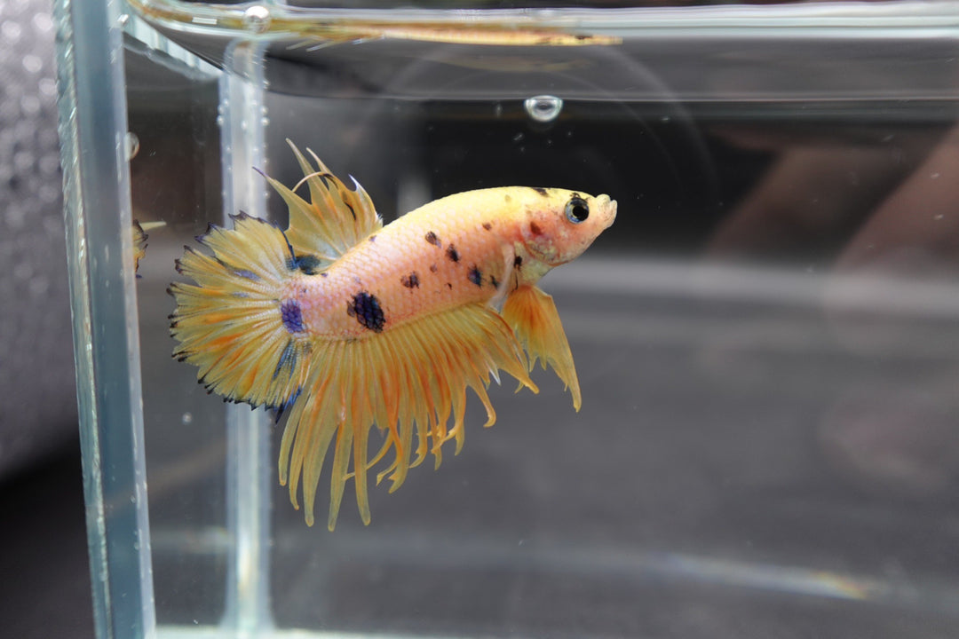 Rare CTPK Koi Betta Fish