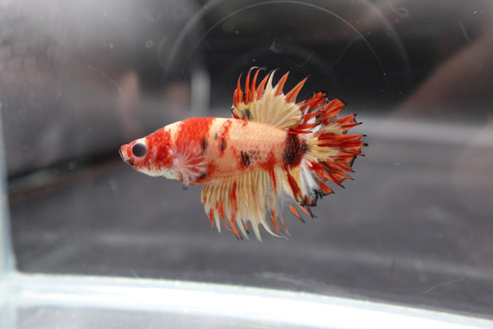 Rare CTPK Tiger Betta Fish