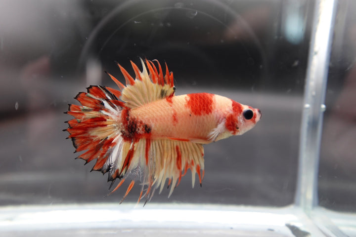 Rare CTPK Tiger Betta Fish