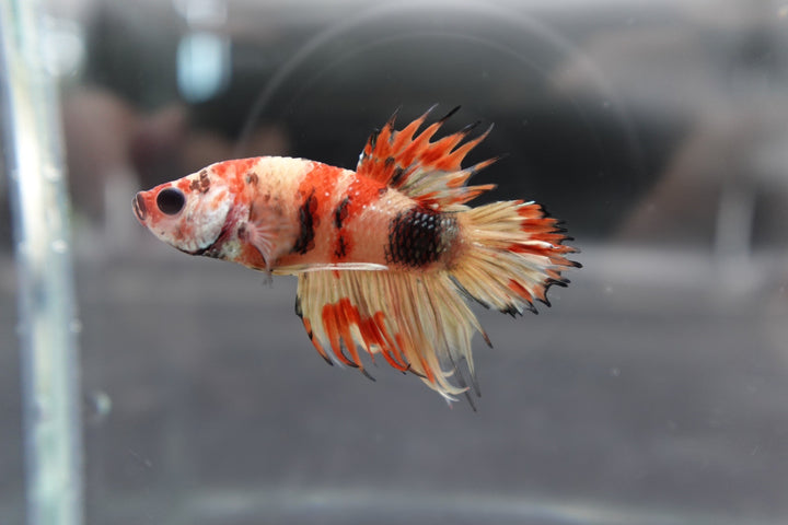 Rare CTPK Tiger Betta Fish