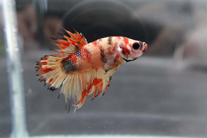 Rare CTPK Tiger Betta Fish