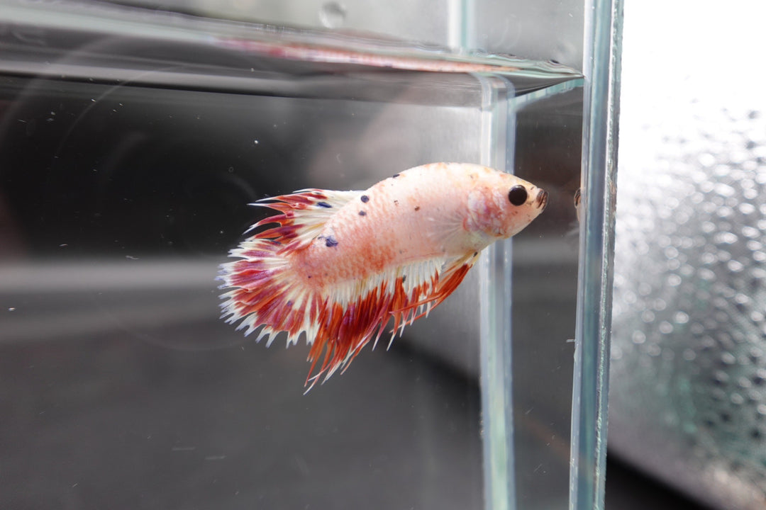 Rare CTPK Pink Tail Betta Fish