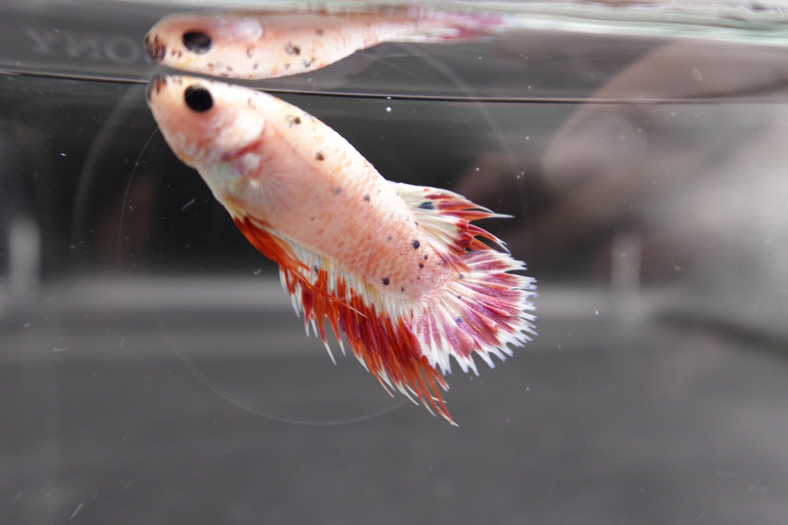 Rare CTPK Pink Tail Betta Fish