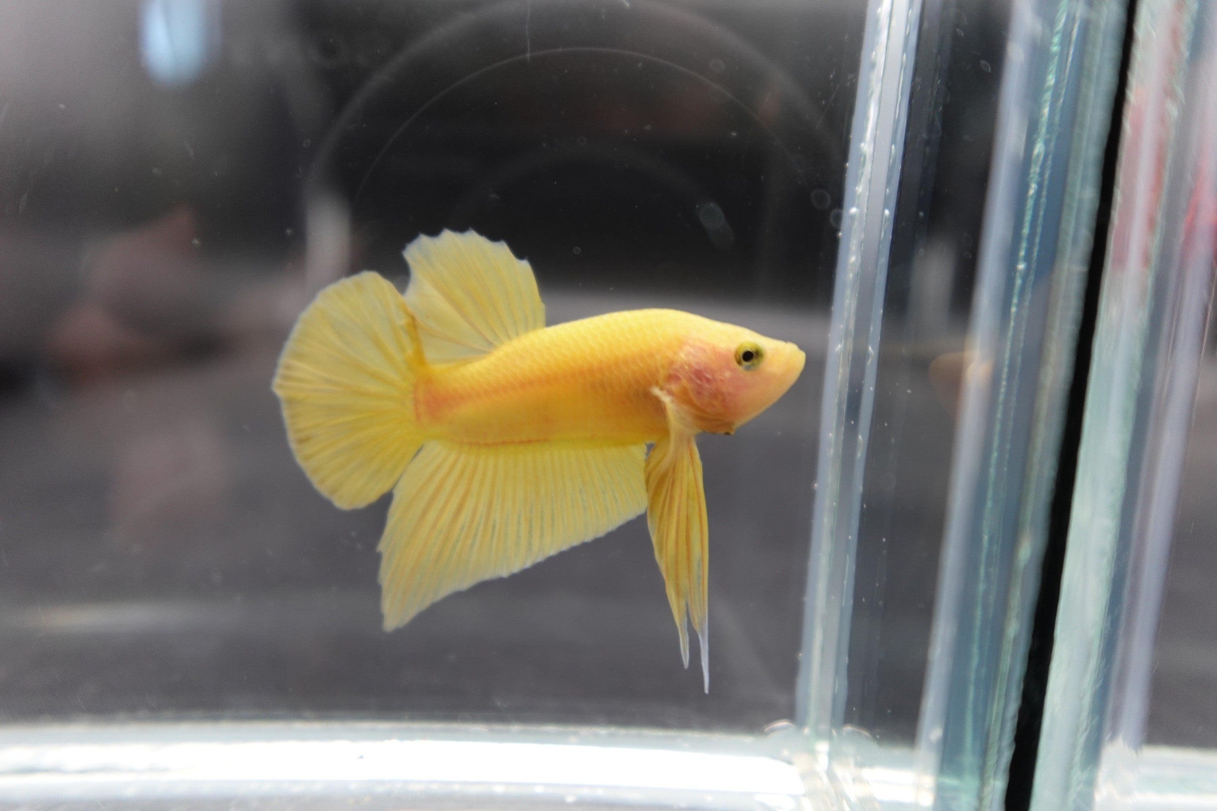 Yellowb Fish Vivid Yellow Betta Fish