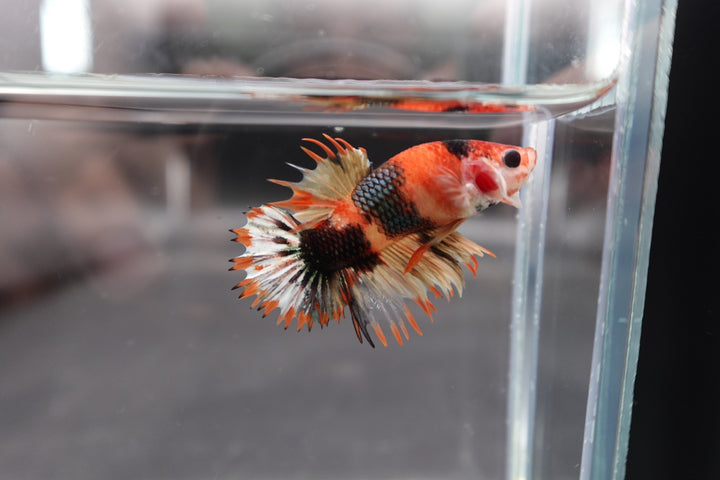 Competition CTPK Koi Betta Fish