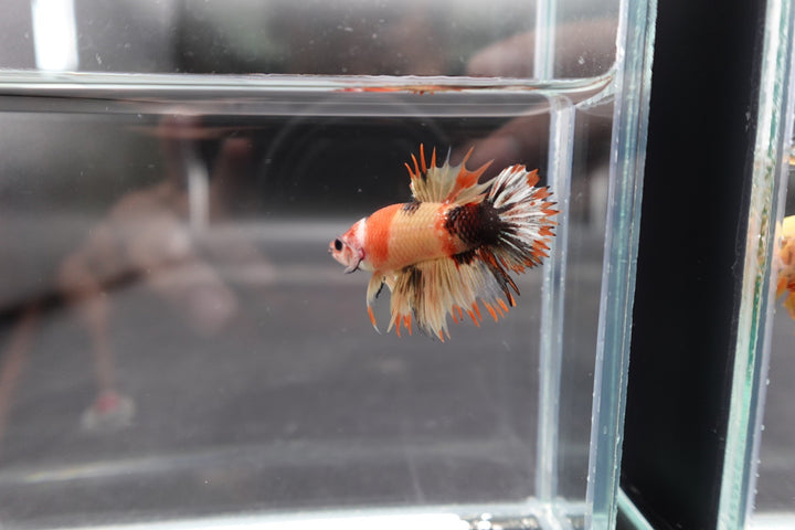 Competition CTPK Koi Betta Fish