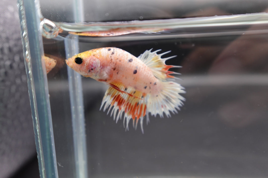 Rare CTPK Koi Betta Fish