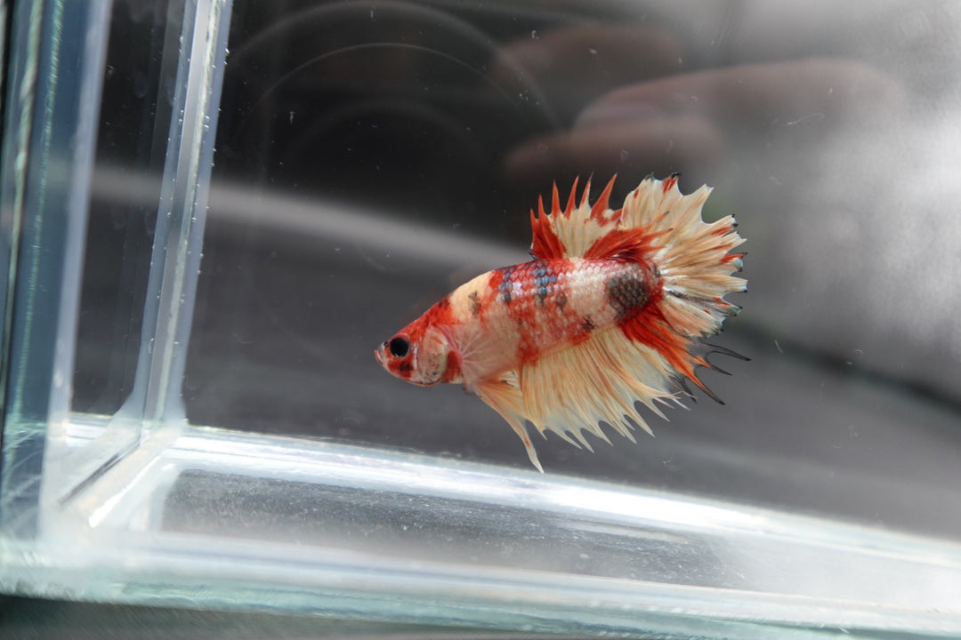 Rare CTPK Koi Betta Fish