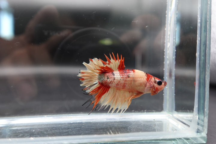 Rare CTPK Koi Betta Fish