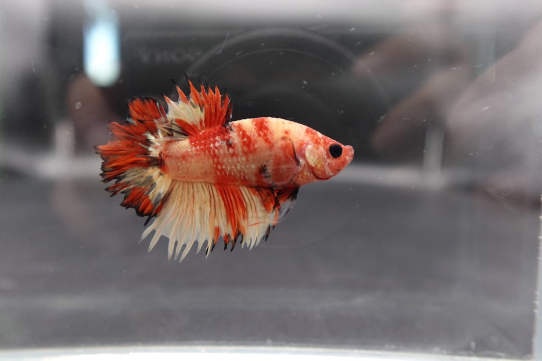 Rare CTPK Koi Betta Fish