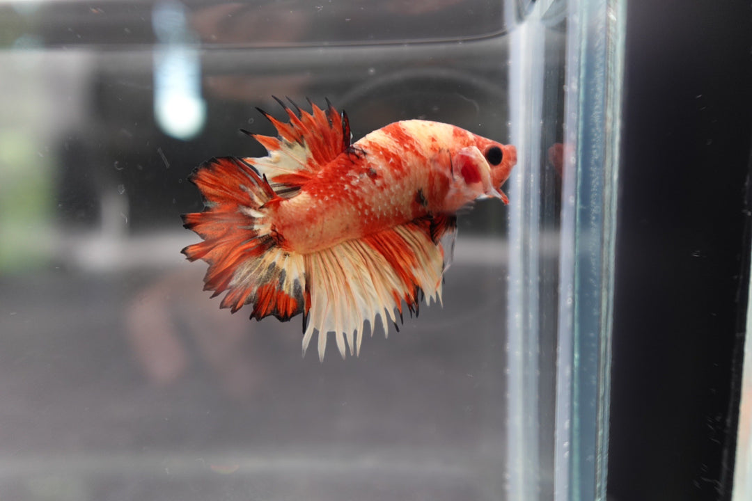 Rare CTPK Koi Betta Fish