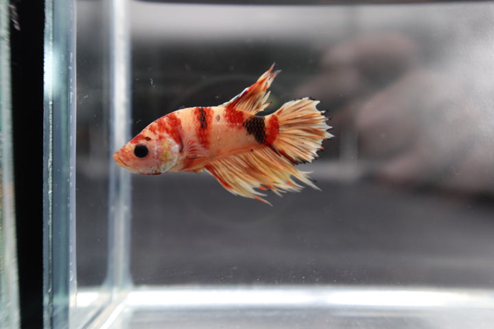 Rare CTPK Koi Betta Fish