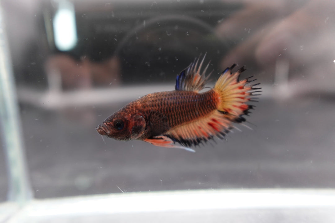 Rare CTPK Koi Betta Fish