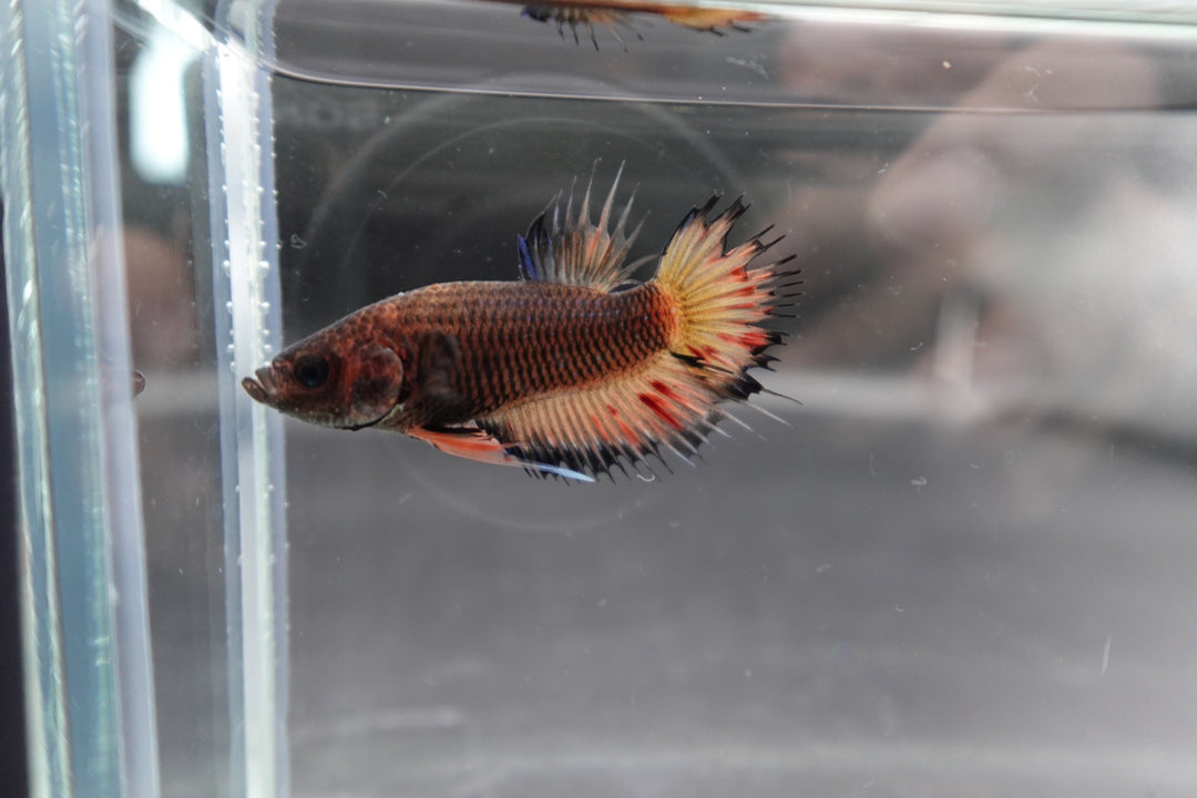 Rare CTPK Koi Betta Fish