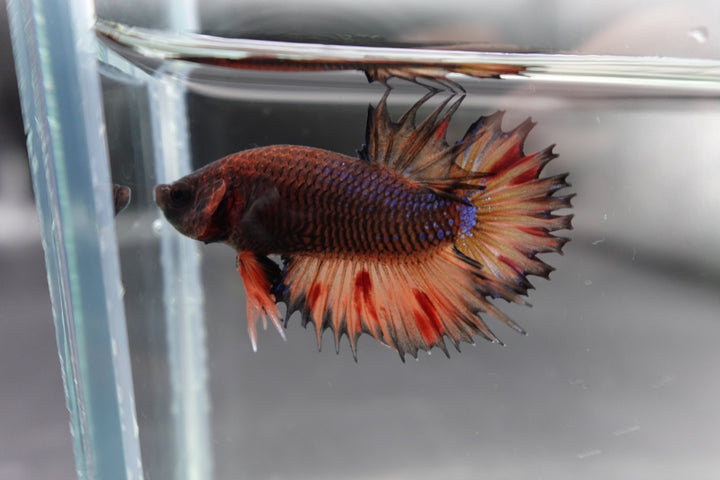 Rare CTPK Koi Betta Fish