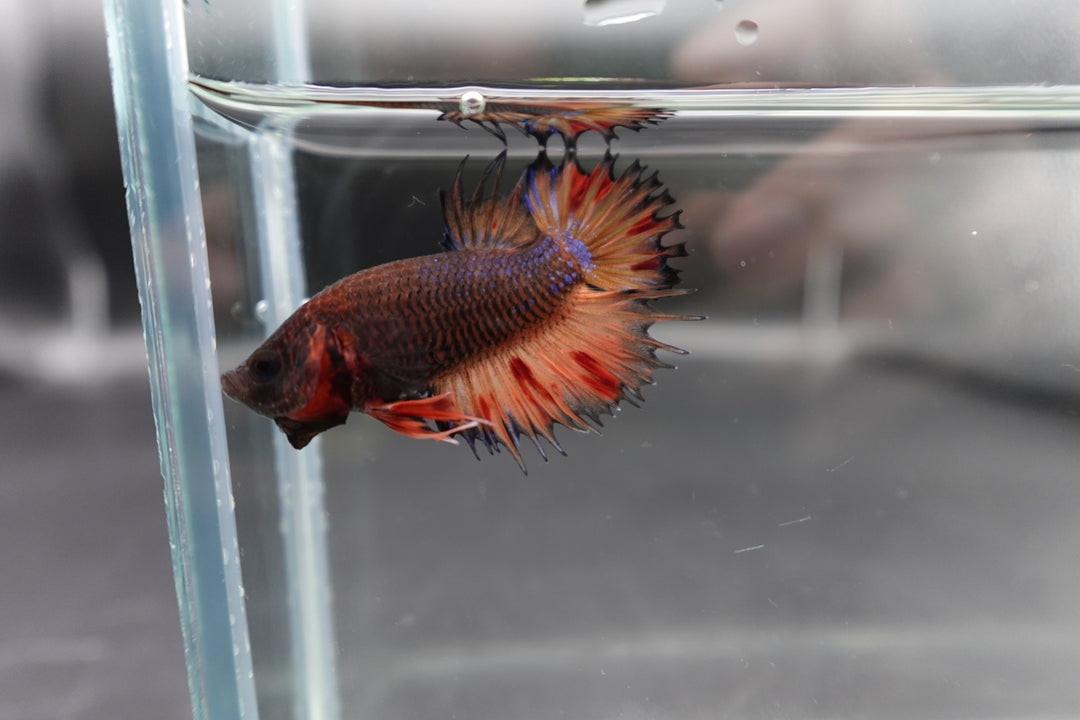 Rare CTPK Koi Betta Fish