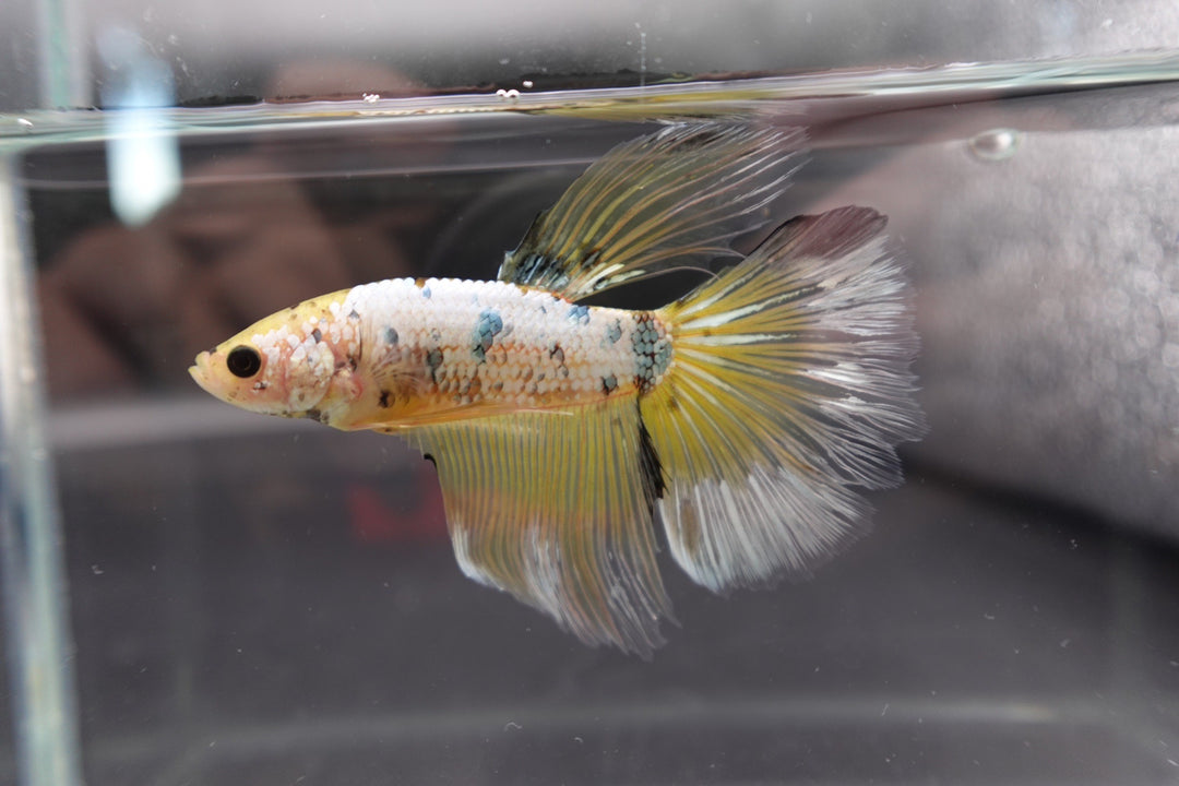 Rare Giant Halfmoon Koi Yellow Betta Fish