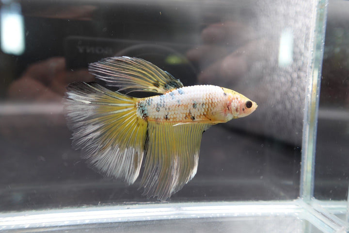 Rare Giant Halfmoon Koi Yellow Betta Fish