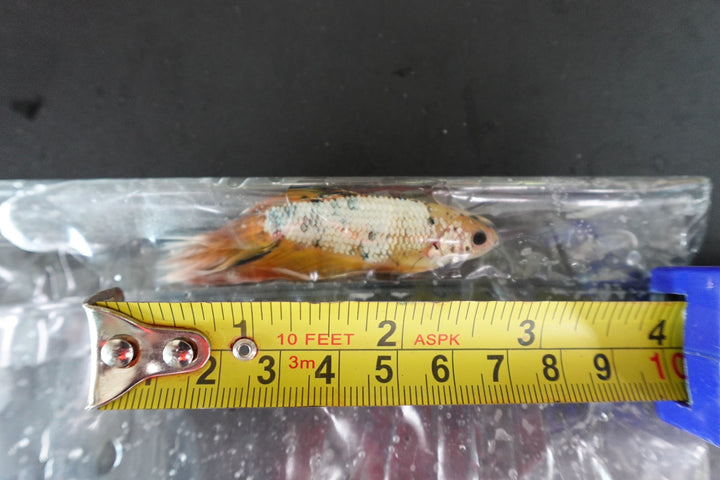 Rare Giant Halfmoon Koi Yellow Betta Fish