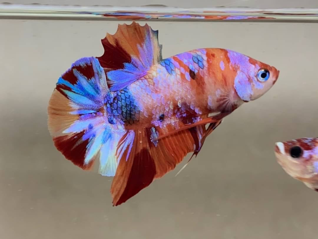 Rare Pair Koi Multicolors Betta Fish