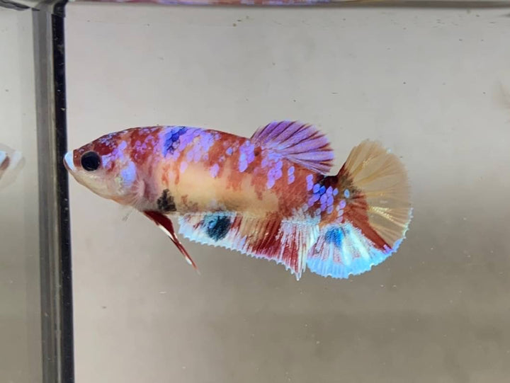 Rare Pair Koi Multicolors Betta Fish